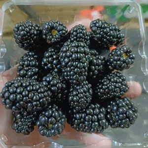 556023340_1102009915438007_5619448352025866816_n1