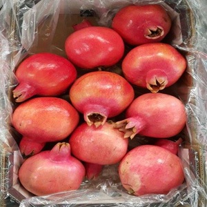 13920955_1214869111898029_5081951432155069923_n1