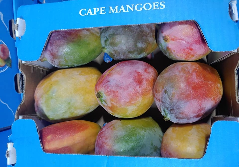 161509615_227794229040212_954804096018086920_n10