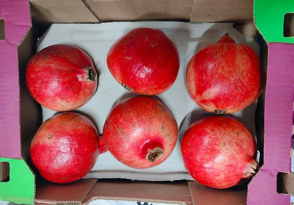 187165883_901155470461117_8227363255623499304_n