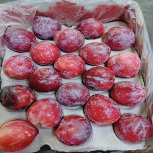 494194824_985223913783275_4468062162972697514_n1